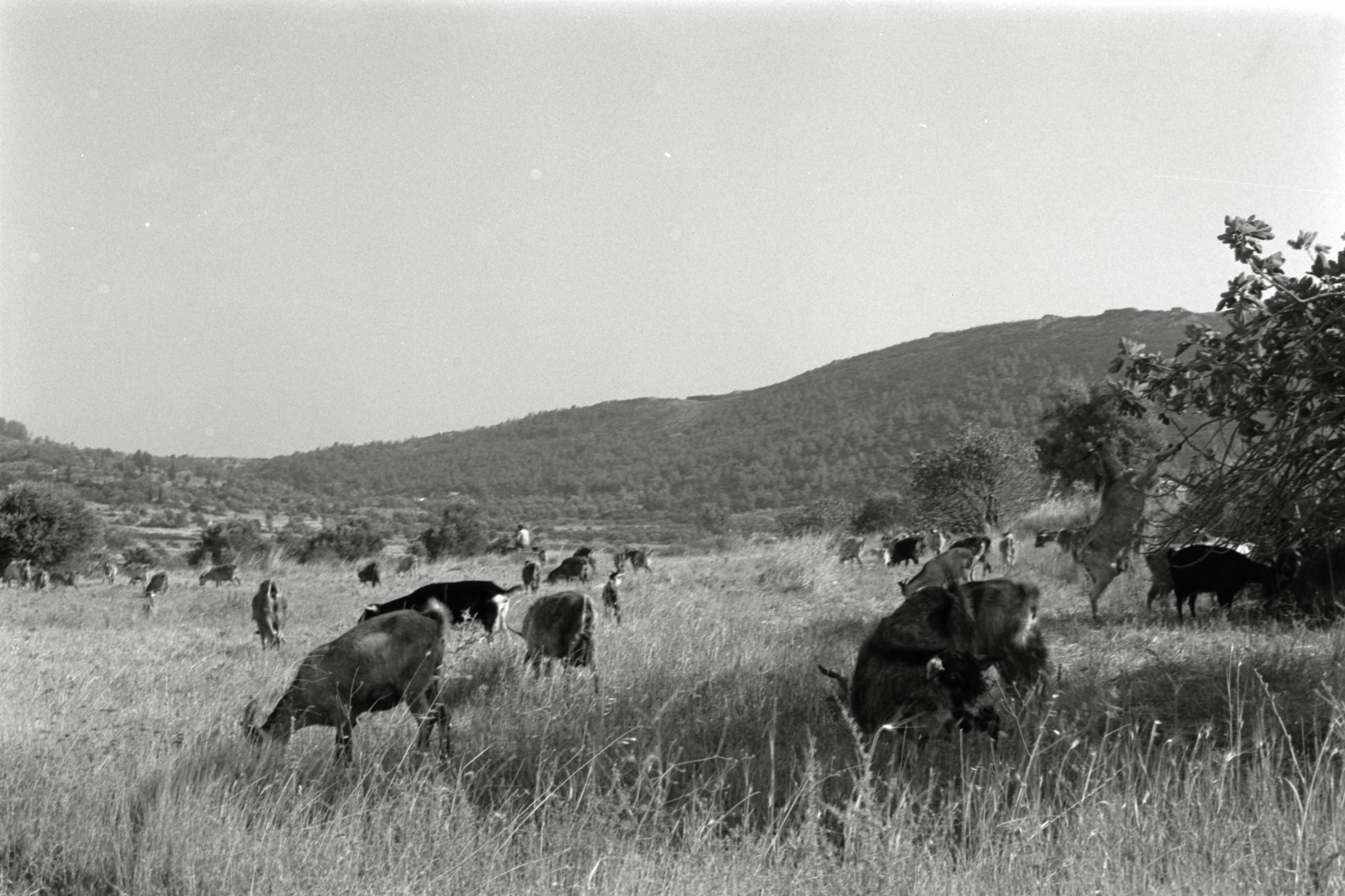 AHP F1991 09 001 sc250507 img15 NLP